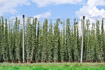 hop garden