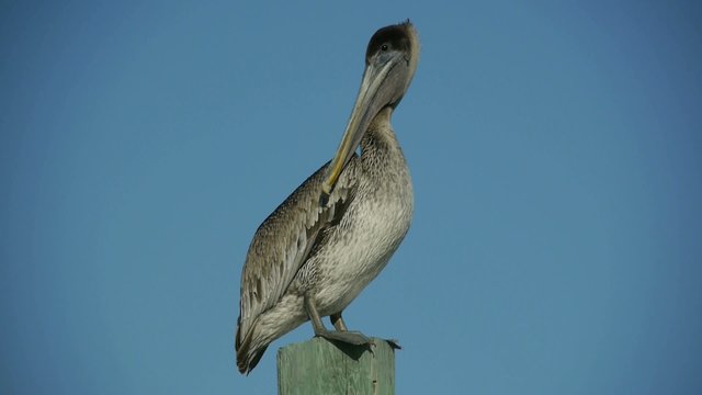 Pelecanus - brauner Pelikan in Florida