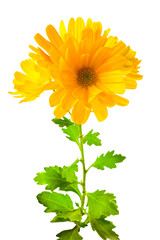 yellow chrysanthemum flowers with leaves, isolated on white back