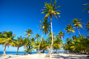 Tropical sand beach with palm trees in Dominican Republic