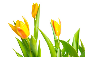 spring yellow Tulips flower colorful is isolated on white backgr