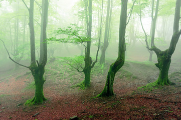 spooky forest