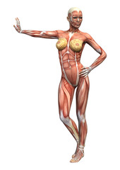Fototapeta na wymiar Female Anatomy Figure