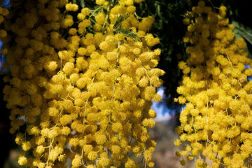 Mimosa