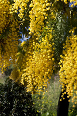 Obraz premium Mimosa
