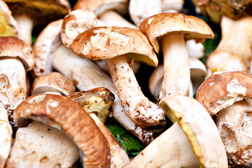 Porcini mushrooms