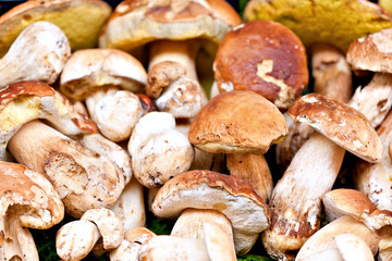 Porcini mushrooms