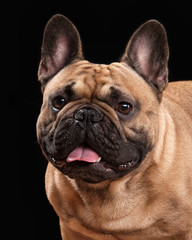 French bulldog puppy on black background