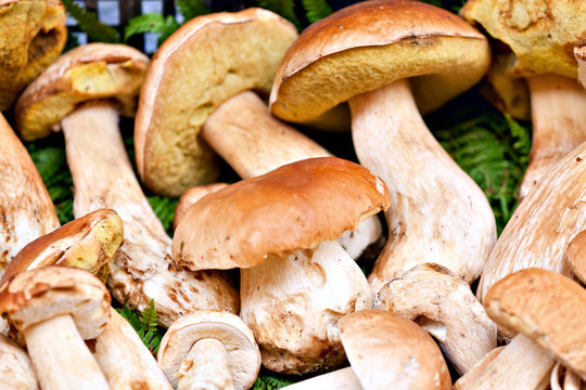 Porcini mushrooms