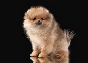 Obraz premium Pomeranian puppy on black background