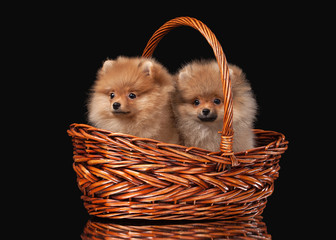 Two Pomeranian puppies on black background