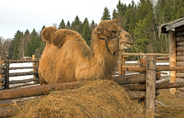 Camel.