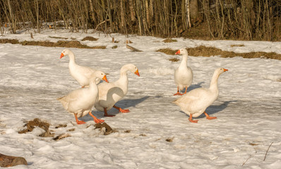 White geese.