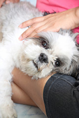 White Dog is relaxing.