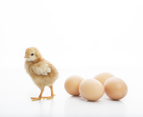 Fototapeta premium new born yellow baby chick standing on white beside fresh eggs l