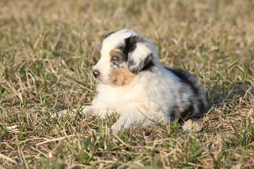 Naklejka na ściany i meble Nice puppy of Australian Shepherd Dog in early spring grass