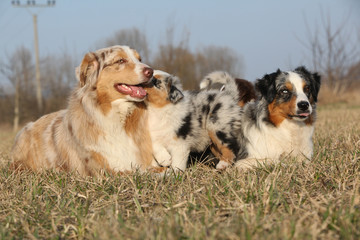 Beautiful Australian Shepherd Dog with its puppies