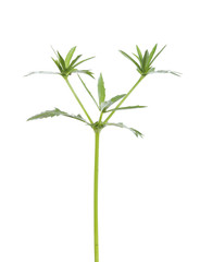 Fototapeta na wymiar young seedlings of parsley