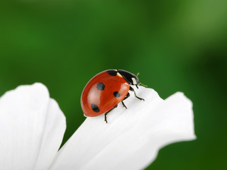 Ladybug and flower