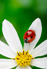 Ladybug and flower