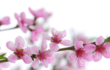 Obraz premium pink blossoms