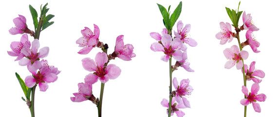 pink blossoms