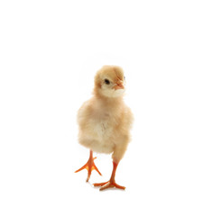Obraz premium little yellow kid chick standing on white background