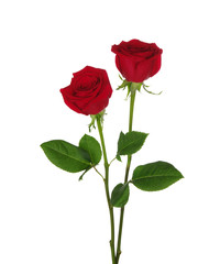 two red rose