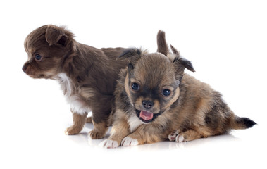 puppies chihuahua