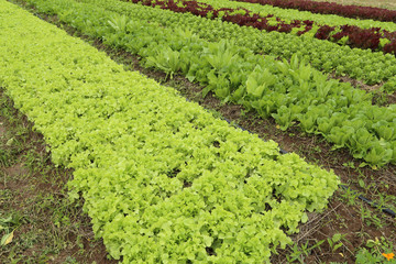 Fototapeta na wymiar พows of fresh lettuce plants