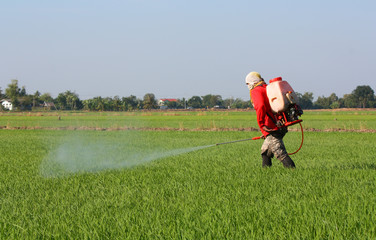 farmer spraying pesticide in the rice field