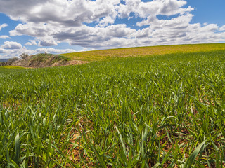 Farm, crop field. landscape with green grass. Spain agriculture.