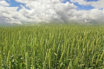 Naklejka premium Country landscape.