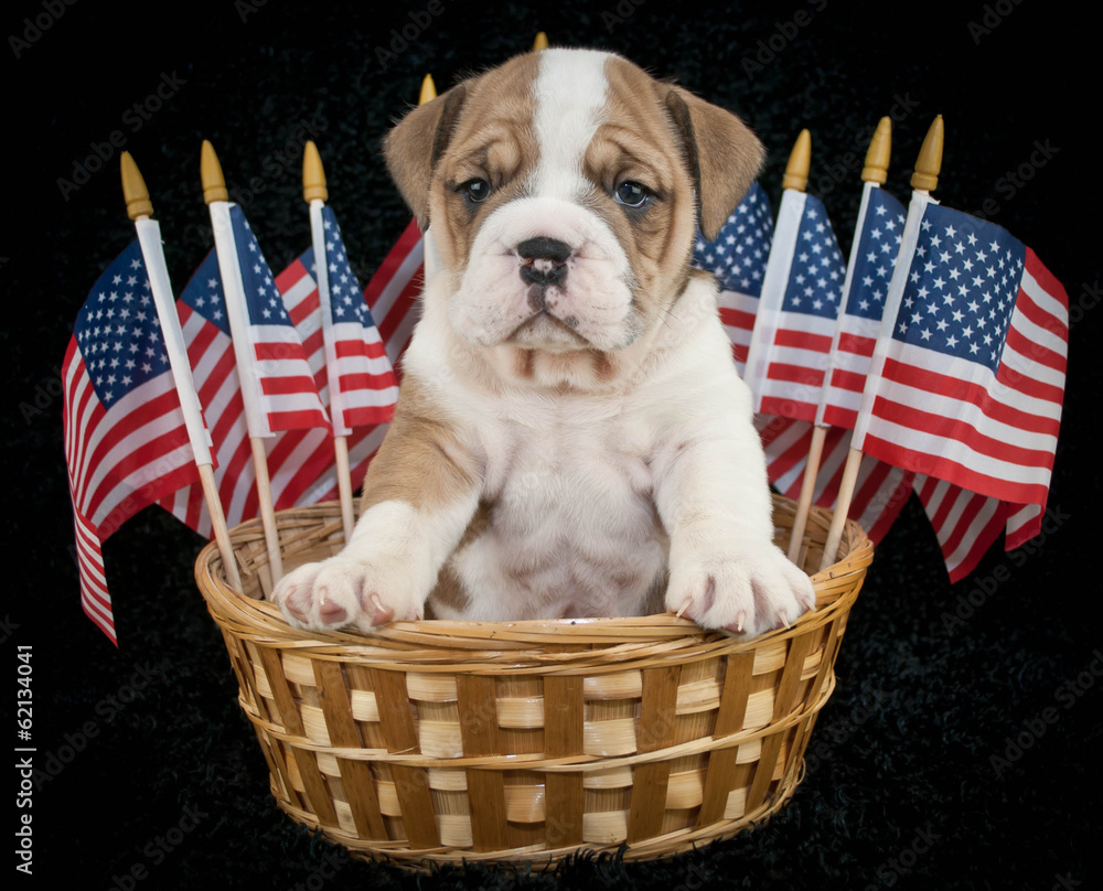 Canvas Prints u.s.a. puppy