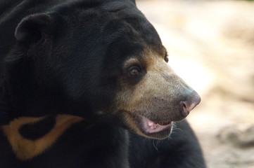 Malayan sun bear