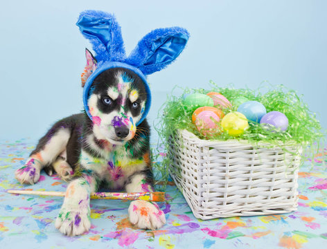 Easter Husky Puppy
