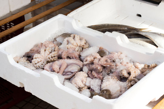 Octopuses on a market