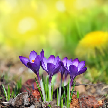 Krokusse