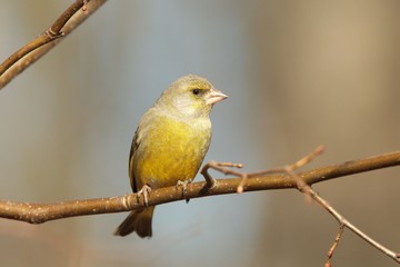 Obraz premium Greenfinch - Carduelis chloris in early spring