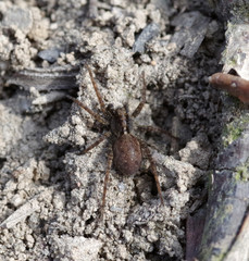 Spider