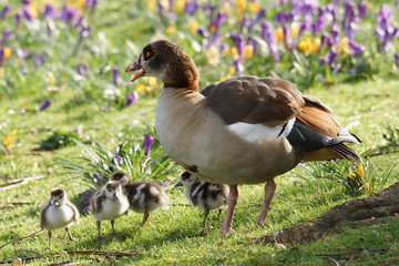 Egyptian Goose / Alopochen aegyptiaca