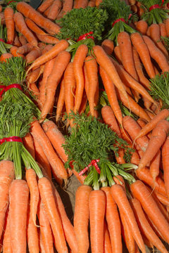 Fresh harvest of carrots in bundles.