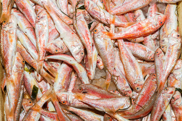 Fresh from the ocean red fish variety