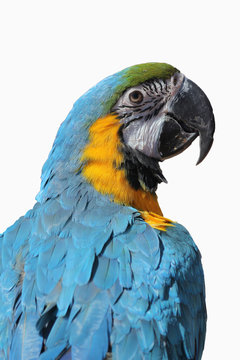 Pappagallo