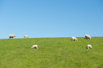 Fototapeta premium Sheep on dike