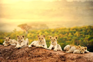 Acrylic prints Honey color Lion cubs waiting together.
