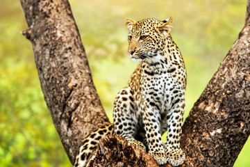 Jonge mannelijke luipaard in boom.