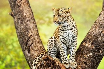 Fotobehang Jonge mannelijke luipaard in boom. © karelnoppe