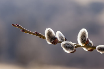 willow © Igor Syrbu