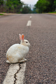 White rabbit on the street